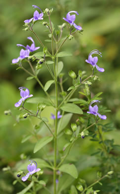 image of Trichostema dichotomum, Common Blue Curls, Forked Blue Curls