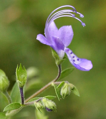 image of Trichostema dichotomum, Common Blue Curls, Forked Bluecurls