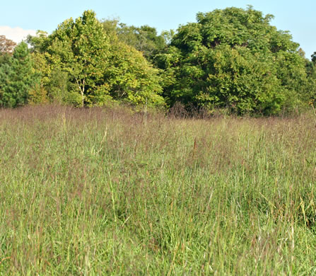 image of Tridens flavus, Purpletop, Purpletop Tridens, Greasy Grass, Tall Redtop