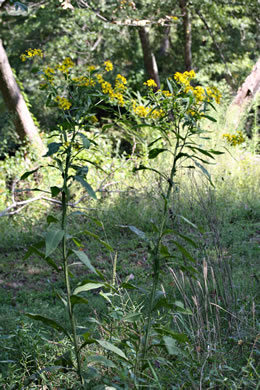 image of Verbesina alternifolia, Common Wingstem