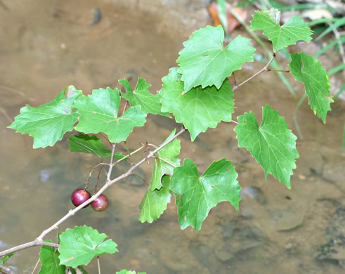 image of Muscadinia rotundifolia var. rotundifolia, Muscadine, Scuppernong