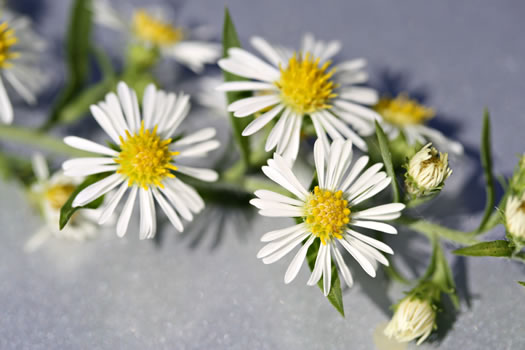 image of Symphyotrichum pilosum var. pilosum, Frost Aster, White Heath Aster