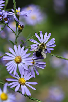 image of Symphyotrichum puniceum var. puniceum, Purplestem Aster, Swamp Aster