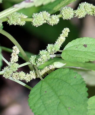 nettle namethatplant false stinging wood clusters axils arranged spikes wildflowers leaf sc tiny along per flowers guide small look