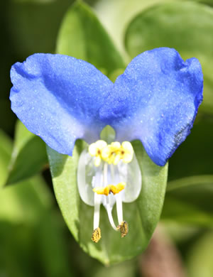 image of Commelina communis, Asiatic Dayflower, Common Dayflower