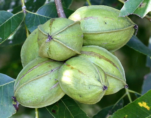 image of Carya illinoinensis, Pecan