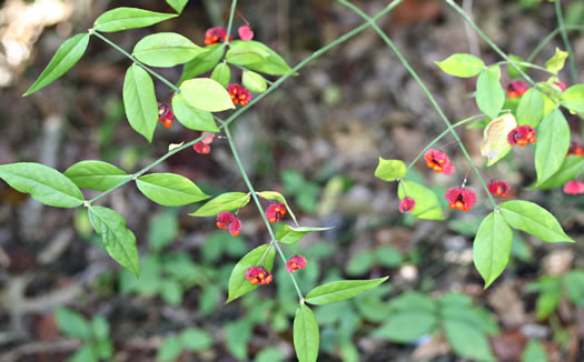 image of Euonymus americanus, Hearts-a-bustin', Strawberry-bush