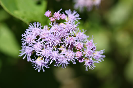 image of Conoclinium coelestinum, Mistflower, Wild Ageratum, Hardy Ageratum