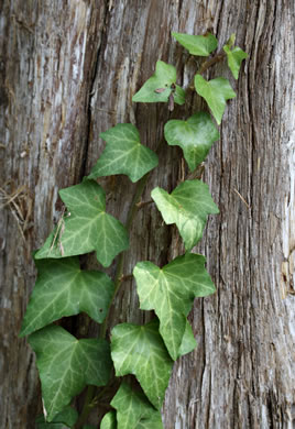 image of Hedera helix var. helix, English Ivy, Common Ivy