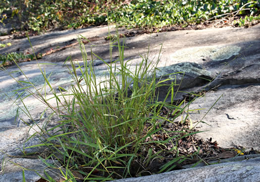 image of Leersia oryzoides, Rice Cutgrass