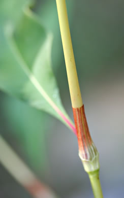 image of Persicaria lapathifolia, Dockleaf Smartweed, Willow-weed, Pale Smartweed