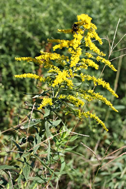 image of Solidago altissima var. altissima, Tall Goldenrod, Field Goldenrod, Common Goldenrod