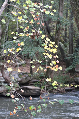 image of Muscadinia rotundifolia var. rotundifolia, Muscadine, Scuppernong