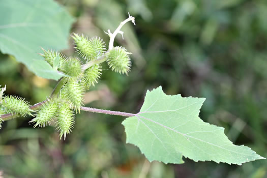 sepals or bracts of Xanthium chinense, Common Cocklebur