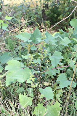image of Xanthium chinense, Common Cocklebur