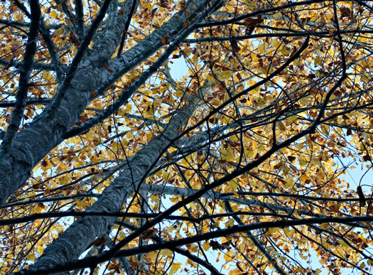 image of Liriodendron tulipifera var. tulipifera, Tuliptree, Yellow Poplar, Whitewood