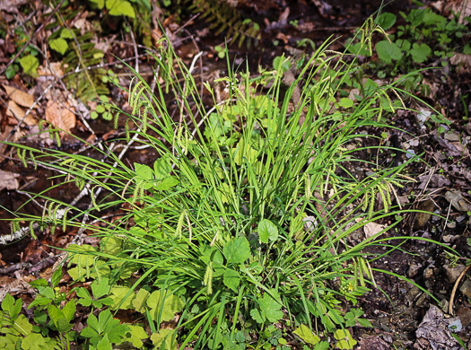 image of Carex prasina, Necklace Sedge, Drooping Sedge