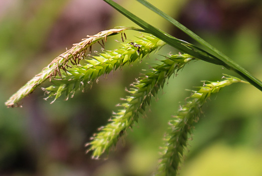 image of Carex prasina, Necklace Sedge, Drooping Sedge