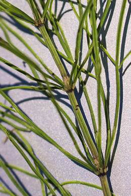 image of Equisetum arvense, Field Horsetail, Bottlebrush Horsetail