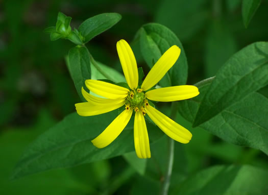 image of Silphium asteriscus var. asteriscus, Starry Rosinweed