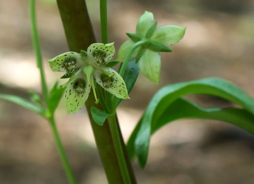 image of Frasera caroliniensis, American Columbo