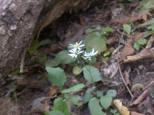 Eurybia mirabilis, Piedmont Aster, Bouquet Aster