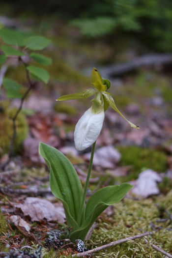 image of Cypripedium acaule, Pink Lady's Slipper, Mocassin Flower