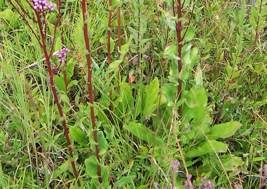 image of Trilisa odoratissima, Vanilla-leaf, Deer's-tongue, Pineland Purple