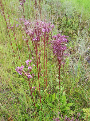 image of Trilisa odoratissima, Vanilla-leaf, Deer's-tongue, Pineland Purple