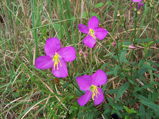 image of Rhexia nashii, Hairy Meadowbeauty, Maid Marian, Nash's Meadowbeauty