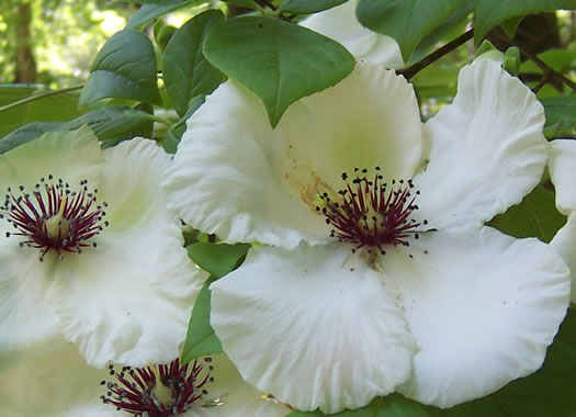 Stewartia malacodendron, Silky Camellia, Virginia Stewartia, Stewartia