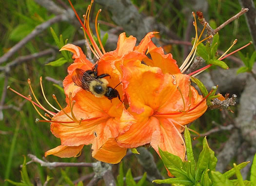 image of Rhododendron calendulaceum, Flame Azalea