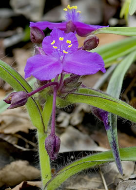 image of Tradescantia hirsuticaulis, Hairy Spiderwort