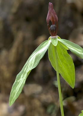 image of Trillium lancifolium, Lanceleaf Trillium, Narrowleaf Trillium