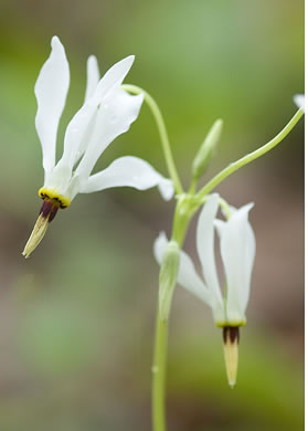 image of Primula meadia, Eastern Shooting Star