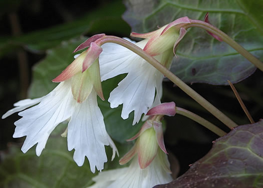 image of Shortia galacifolia, Oconee Bells, Southern Shortia