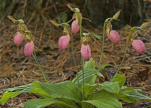 image of Cypripedium acaule, Pink Lady's Slipper, Mocassin Flower