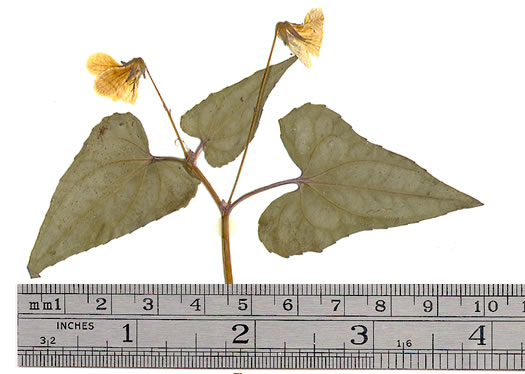 image of Viola hastata, Halberd-leaf Violet, Halberd-leaf Yellow Violet, Spearleaf Violet, Silverleaf Violet