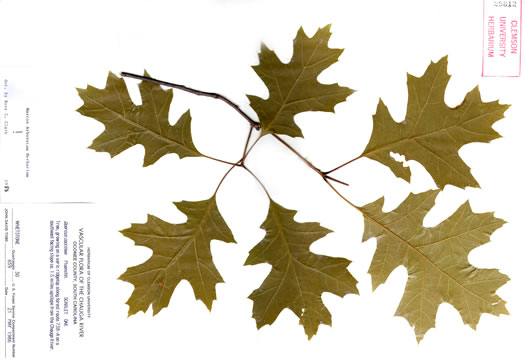 image of Quercus coccinea, Scarlet Oak