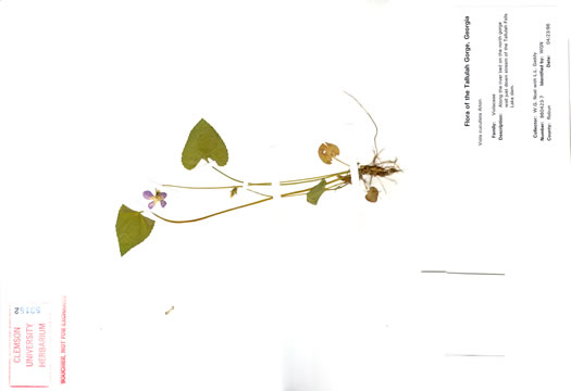 image of Viola cucullata, Blue Marsh Violet, Bog Violet