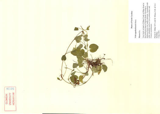 image of Viola appalachiensis, Appalachian Violet, Henry's Violet