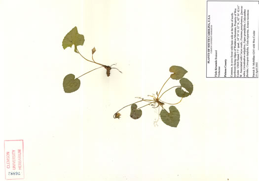 image of Viola hirsutula, Southern Woodland Violet, Silvery Purple-leaf Violet, Southern Wood Violet