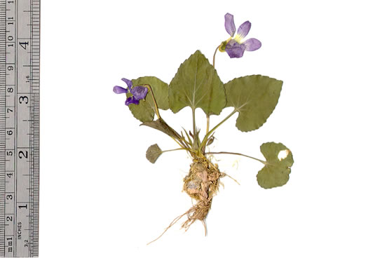 image of Viola hirsutula, Southern Woodland Violet, Silvery Purple-leaf Violet, Southern Wood Violet