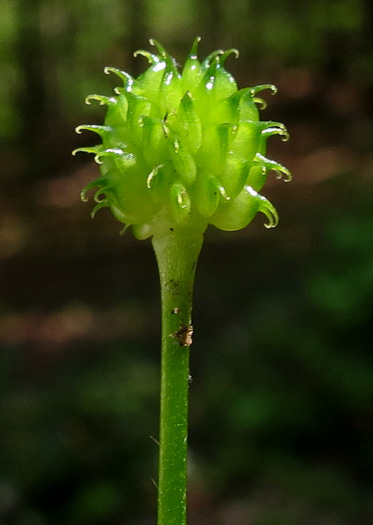 fruit of Ranunculus recurvatus var. recurvatus, Hooked Buttercup, Hooked Crowfoot