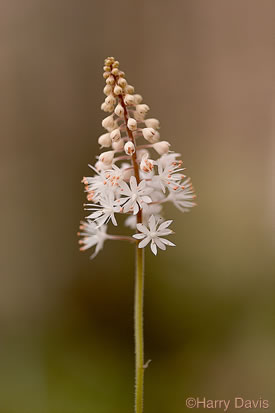 image of Tiarella austrina, Escarpment Foamflower, Southern Foamflower