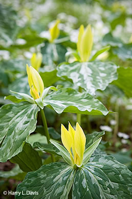 image of Trillium luteum, Yellow Trillium, Yellow Toadshade, Lemon-scented Trillium, Wax Trillium