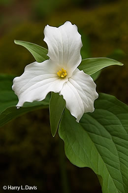 image of Trillium grandiflorum, Large-flowered Trillium, Great White Trillium, White Wake-robin, Showy Wake-robin