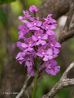 image of Platanthera grandiflora, Large Purple Fringed Orchid, Plume-royal, Greater Purple Fringed Orchid