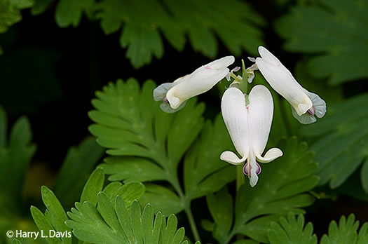 image of Dicentra canadensis, Squirrel Corn