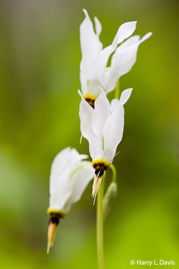 image of Primula meadia, Eastern Shooting Star